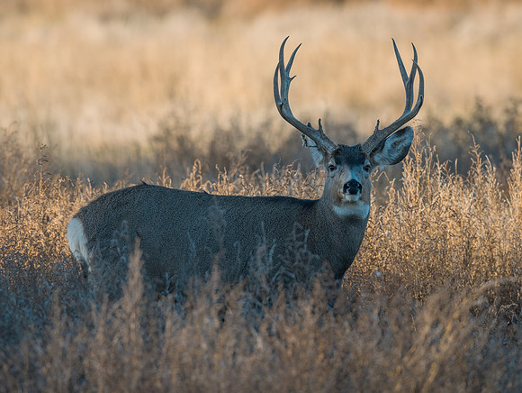 Mule_deer_buck_71