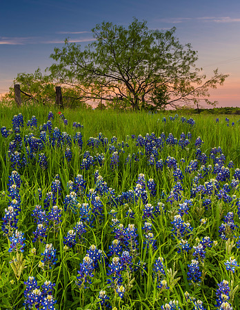 Bluebonnets_Texas_2016_2