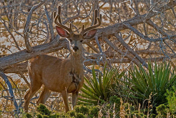 Mule_deer_buck_21