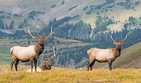 Elk_3
