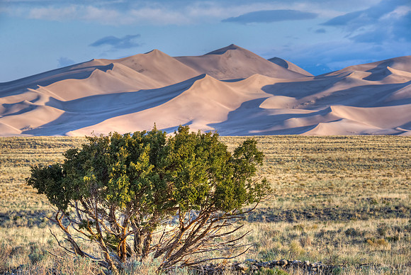 Sand_Dunes_and_Tree