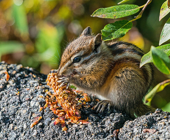 Least_chipmunk_1