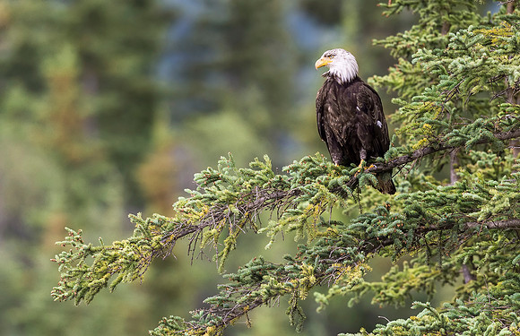 Bald_eagle_WSENP_2016_1