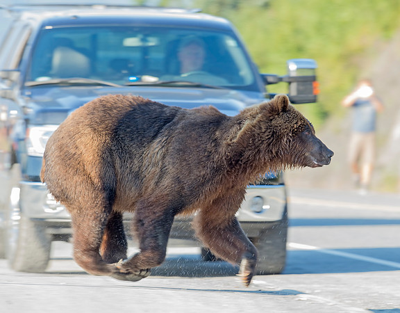 Brown_Bear_Valdez_2016_3