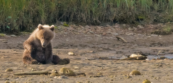 Brown Bear Cub