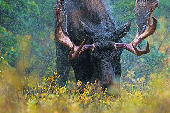 Moose_36