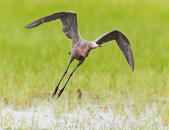 Reddish_egret_Grand_Isle_2016_1
