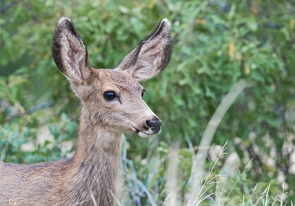 Mule_Deer_Doe_27