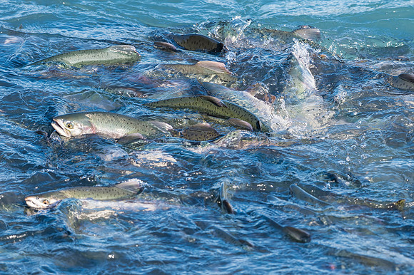 Salmon_Valdez_2016_1