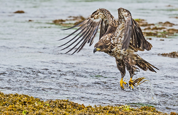 Bald_eagle_DH_23