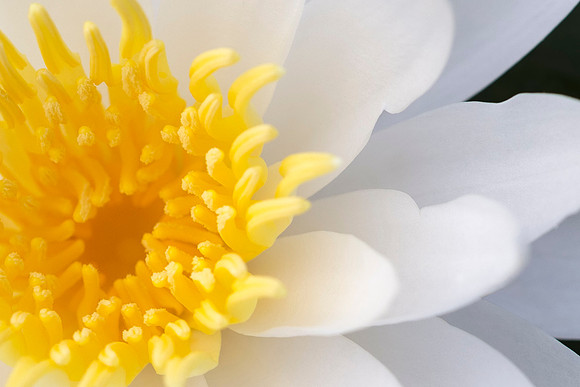 Lily_Big_Branch_2016_1