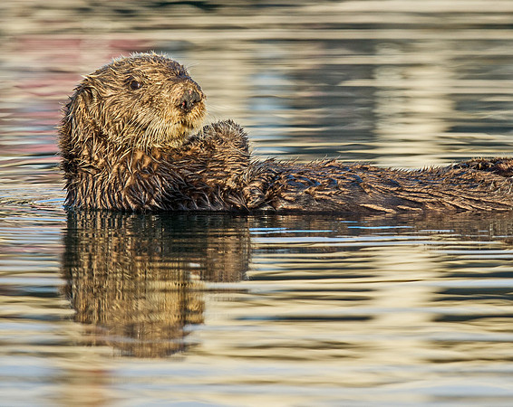 Sea_otter_2
