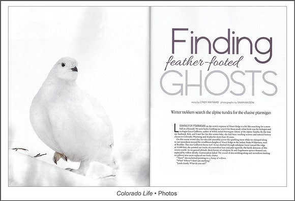 Full article: https://www.dawnwilsonphotography.com/co_life_novdec21_ptarmigan.pdf