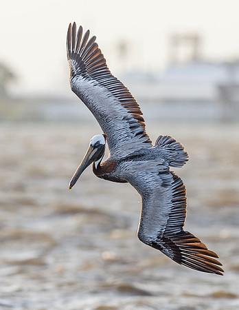 Brown_pelican_Grand_Isle_2016_2