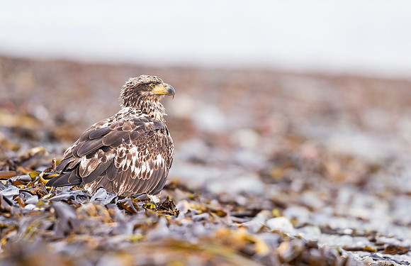 Bald_eagle_Anchor_Point_2016_6