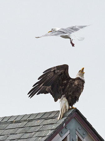 Bald_eagle_Homer_9