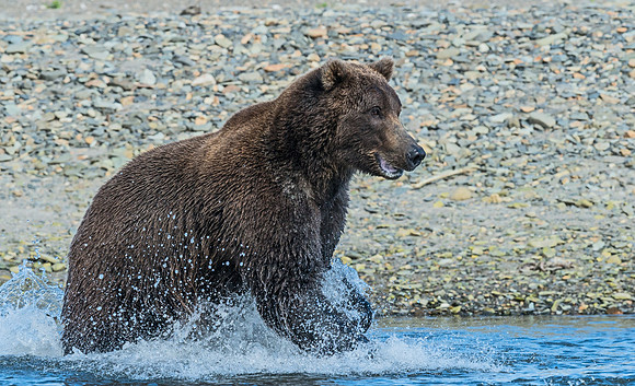 Brown_Bear_HB_14