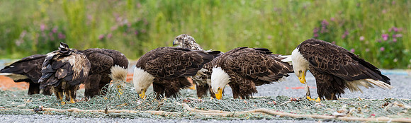 Bald_eagle_DH_27