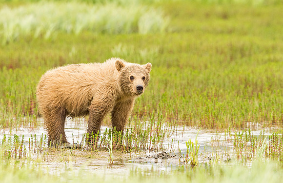 Brown_bear_McNeil_2015_16