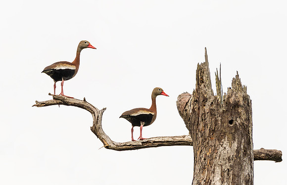 Black-bellied_whistling_duck_Lacombe_2016_2