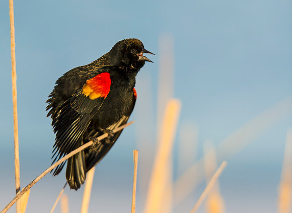 Red-winged_blackbird_4