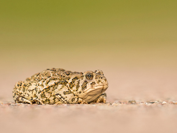 Toad_FossilCreek_2015_1