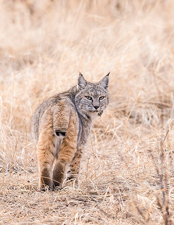Bobcat_RMNP_2016_1