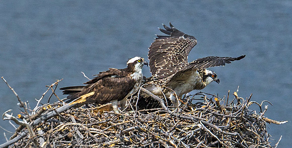Osprey_50