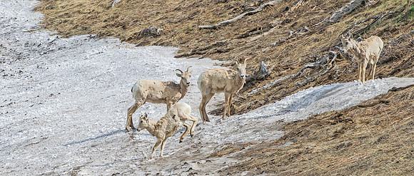 Bighorn_sheep_98