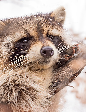 Raccoon_CCSP_2017_4