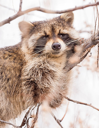 Raccoon_CCSP_2017_1