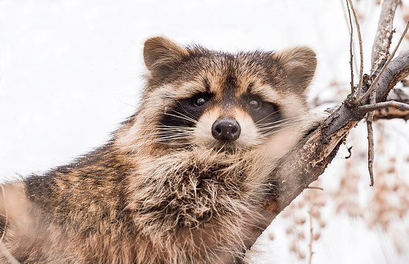 Raccoon_CCSP_2017_5