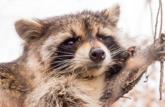 Raccoon_CCSP_2017_3