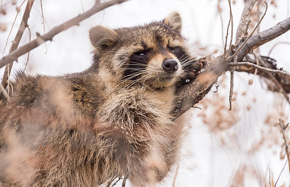 Raccoon_CCSP_2017_2