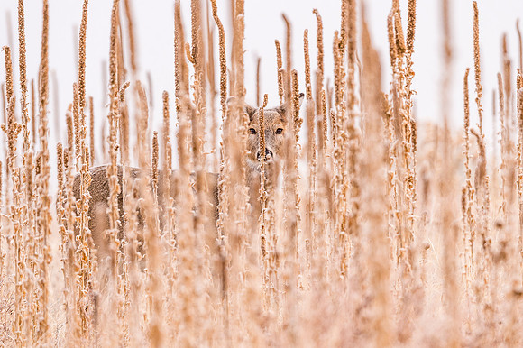 White-tailed_deer_CCSP-2017_1