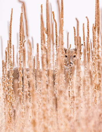 White-tailed_deer_CCSP-2017_2