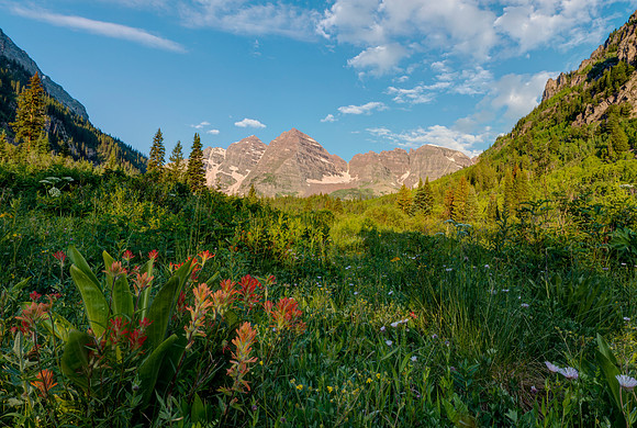Wildflowers_of_Maroon_Bells_1