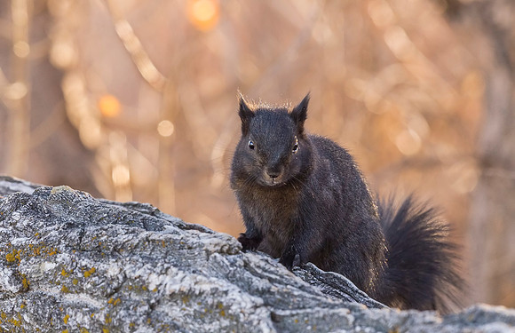 Black_squirrel_2017_3