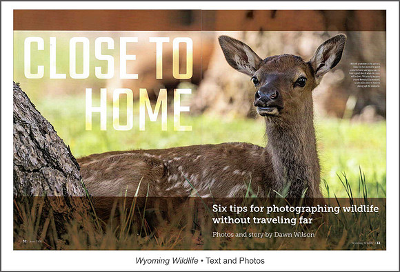 Full article: https://www.dawnwilsonphotography.com/wy_wildlife_closetohome_small.pdf