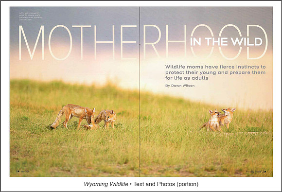 Full article: https://www.dawnwilsonphotography.com/wy_wildlife_moms_small.pdf