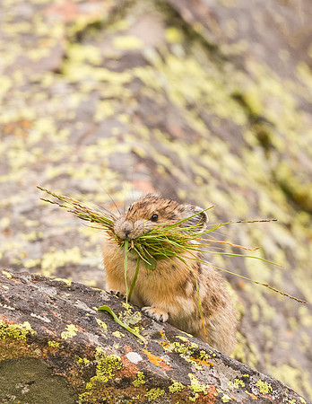 Pika_YBB_2015_8