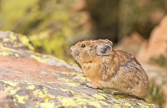 Pika_YBB_2015_9