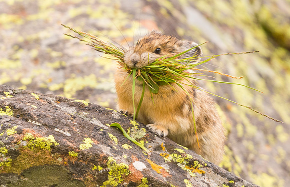 Pika_YBB_2015_7