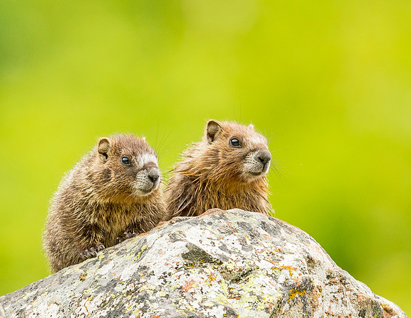 Marmot_YBB_2015_3