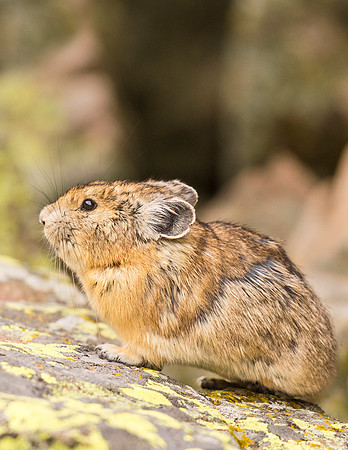 Pika_YBB_2015_10