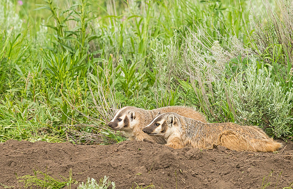 Badger_YNP_2015_6