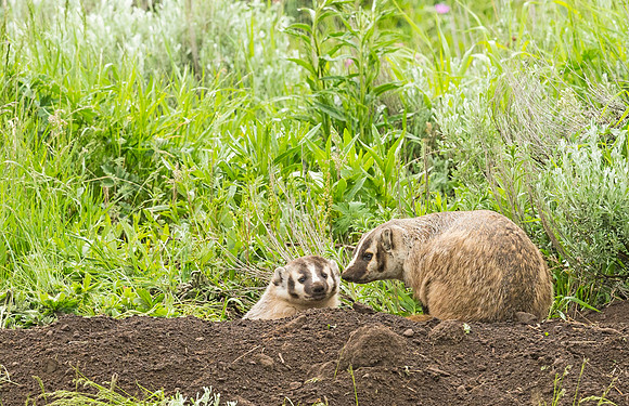 Badger_YNP_2015_7