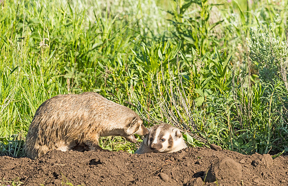 Badger_YNP_2015_8