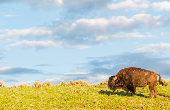 Bison_YNP_2015_2