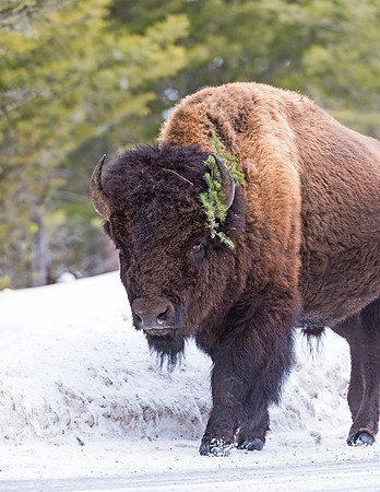 Bison_YNP_2015_2
